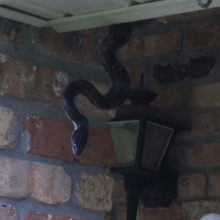 Emergency Snake Removal