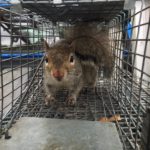 Pest Squirrel Removal