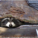 Nuisance Raccoon Removal