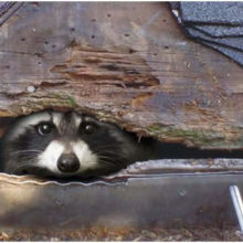 Nuisance Raccoon Removal